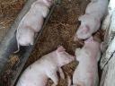 Election piglets for sale