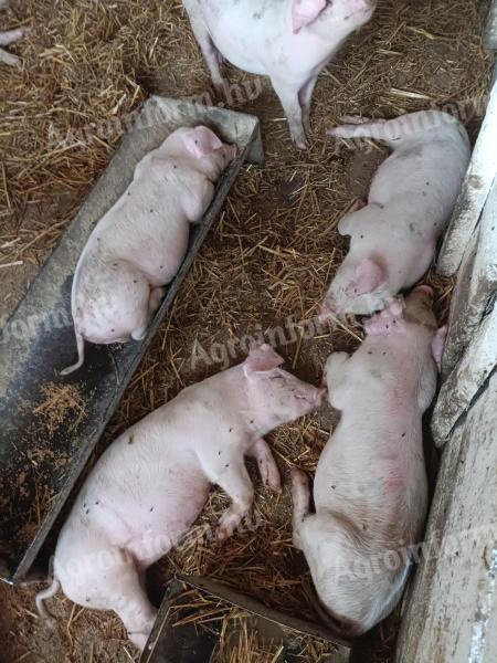 Auswahlferkel zu verkaufen