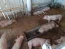 Election piglets for sale