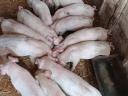 Election piglets for sale