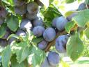 Handpicked Stanley plums for sale in Tiszajenőn from 300 Ft