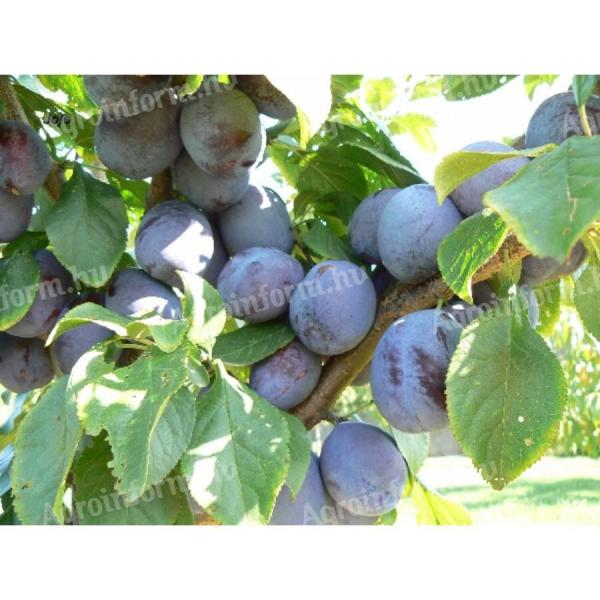 Handpicked Stanley plums for sale in Tiszajenőn from 300 Ft