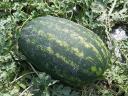 Watermelons for sale from producer