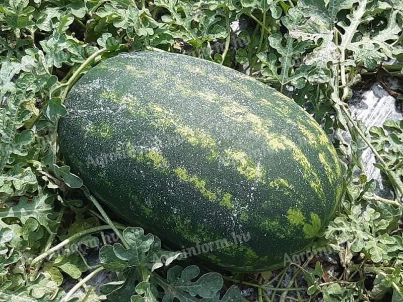 Wassermelone zum Verkauf bei einem Produzenten