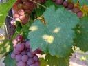 Cserszeg spicy and Kecskemét flower grapes for sale