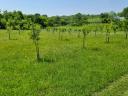 Almond plantation near Lake Balaton