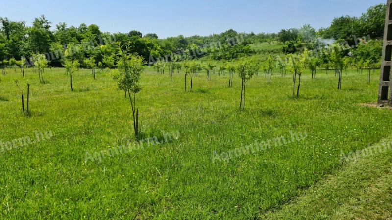 Almond plantation near Lake Balaton