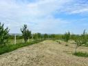 Almond plantation near Lake Balaton