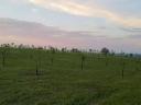 Almond plantation near Lake Balaton