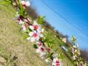 Almond plantation near Lake Balaton