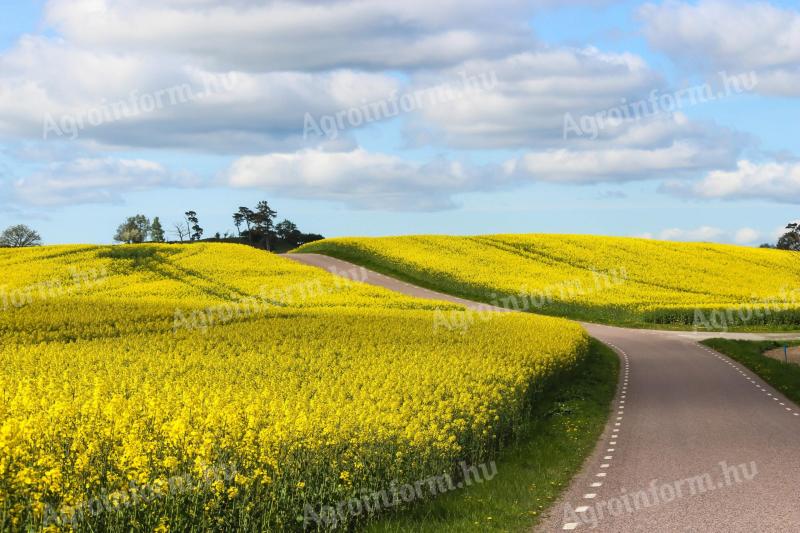 RAPE SEED IS ON US