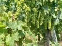 Wine grapes with a wide range of varieties from the Egri Wine Region available for pre-registration