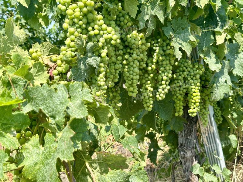 Struguri de vin cu o gamă largă de soiuri din regiunea vitivinicolă Egri disponibile pentru preînregistrare