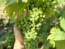 Wine grapes with a wide range of varieties from the Egri Wine Region available for pre-registration