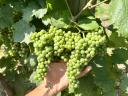 Wine grapes with a wide range of varieties from the Egri Wine Region available for pre-registration