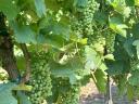 Wine grapes with a wide range of varieties from the Egri Wine Region available for pre-registration