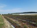 Agricultural business for sale with real estate and machinery