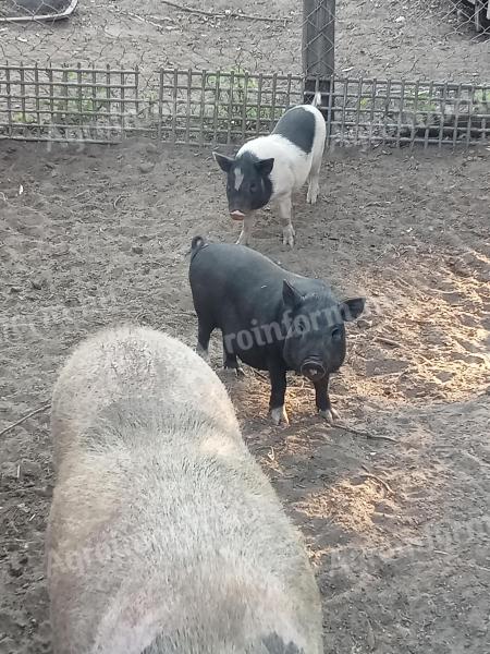 3 Monate alte vietnamesische Ferkel