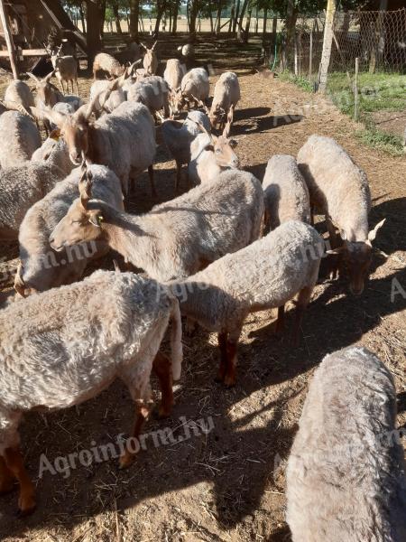 Racka sheep