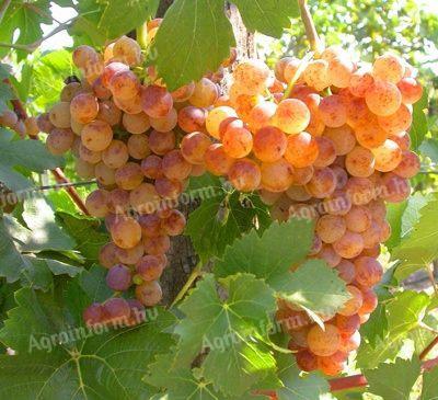 Irsai Olivér grapes for sale