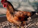 Rooster for sale