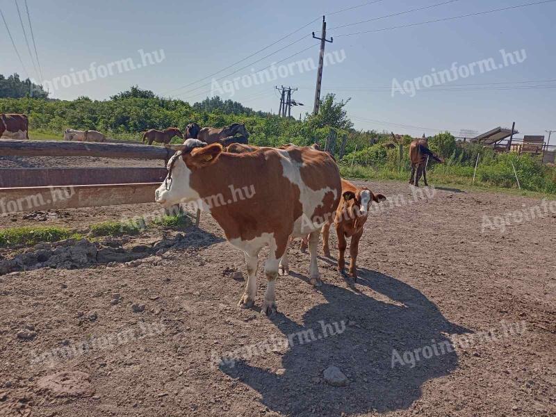 Говеда на продају