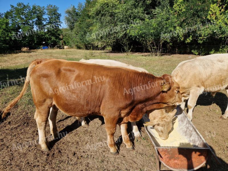 Predám teľatá býkov