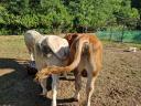 Bull calves for sale