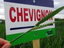 Chevignon/Cameleon Autumn wheat seed