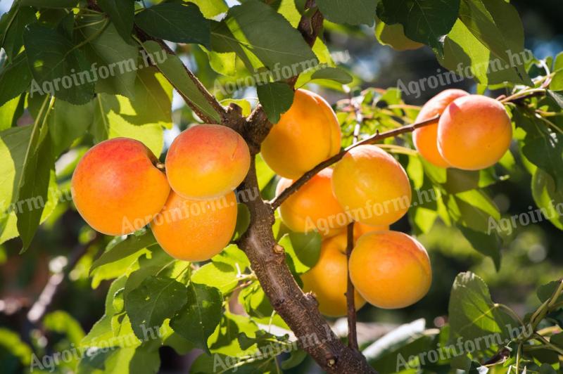 Căutăm culegători de fructe