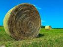 Hay bale for sale