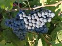 Quality wine grapes for sale