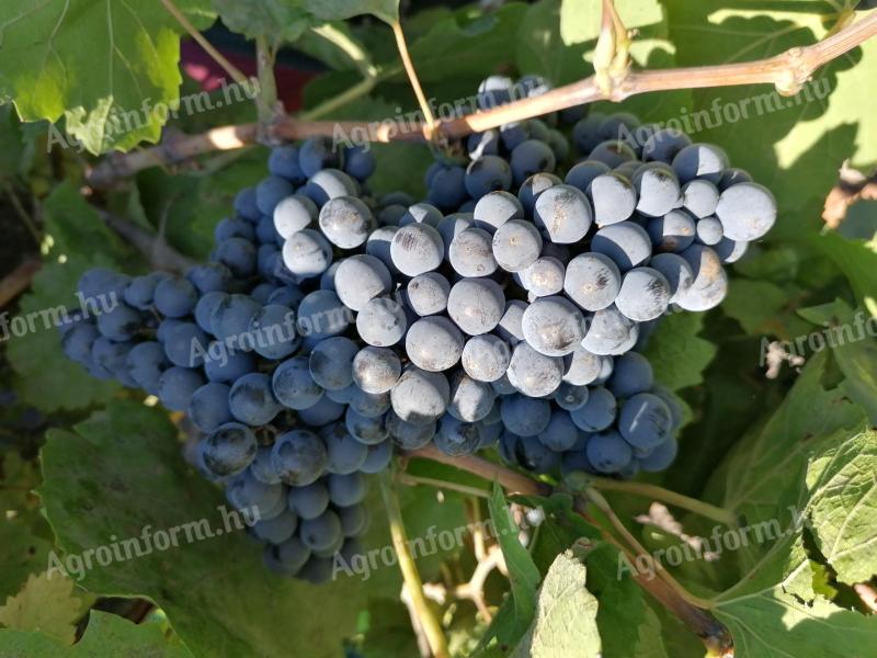 Quality wine grapes for sale