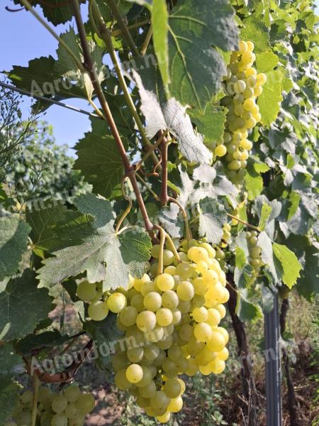 Winogrona Irsai Olivér na sprzedaż, certyfikowane organiczne, ręcznie zbierane