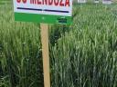 SU Mendoza wheat seed Grade II for sale