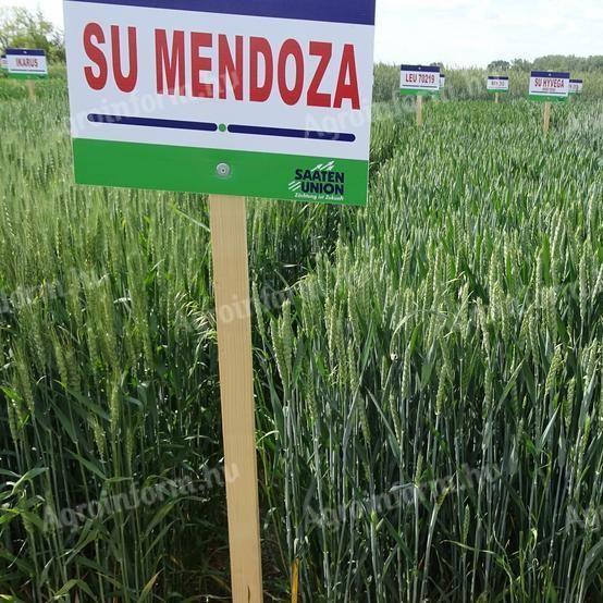 SU Mendoza osivo pšenice II. třídy na prodej