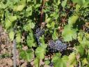 Nero grapes for sale, certified organic, handpicked