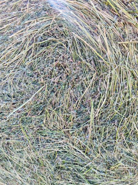 Alfalfa bale for sale