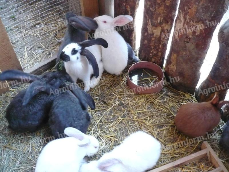 German giant rabbit bunnies