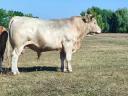 Charolais bull and heifer for sale