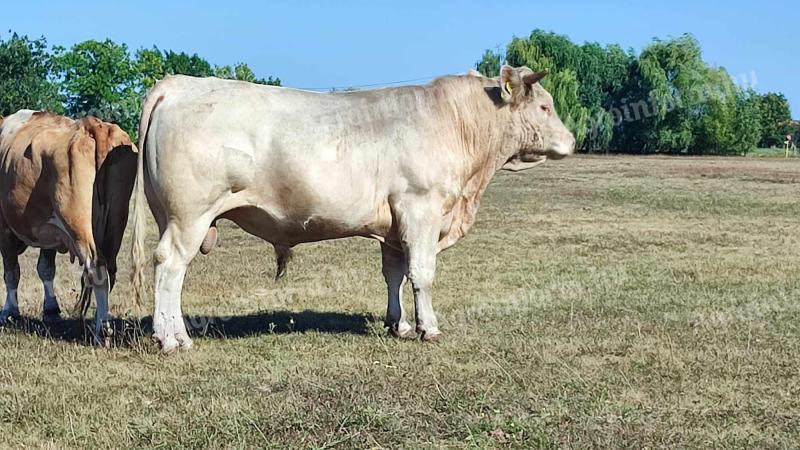 Bik in telica Charolais za prodajo