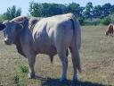 Charolais bull and heifer for sale