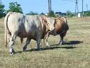 Býk a jalovice plemene Charolais na prodej