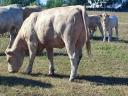 Charolais bull and heifer for sale