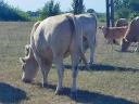 Charolais bull and heifer for sale