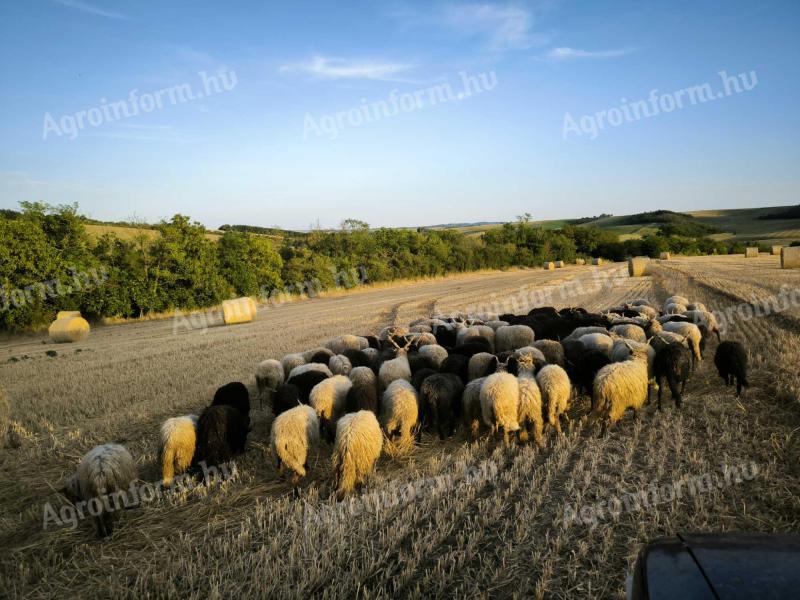 Racka nyàj eladó