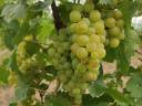 Irsai Olivér, Chardonnay, Rizlingszilváni, Királyleányka, Tramini, Kékfrankos grapes pre-order