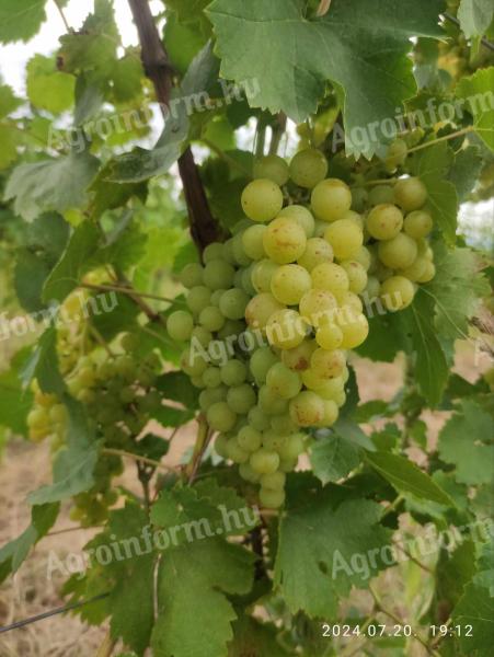 Irsai Olivér, Chardonnay, Rizlingszilváni, Királyleányka, Tramini, Kékfrankos grapes pre-order