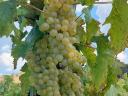 Irsai Olivér, Chardonnay, Rizlingszilváni, Királyleányka, Tramini, Kékfrankos grapes pre-order