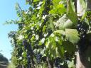 Irsai Olivér, Chardonnay, Rizlingszilváni, Királyleányka, Tramini, Kékfrankos grapes pre-order